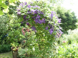 clematis - pergola