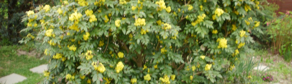 mahonia