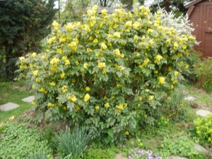 mahonia