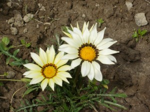 gazania biała