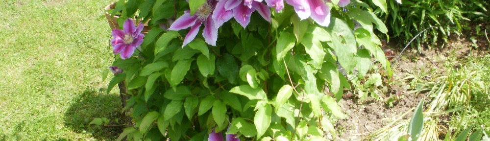 clematis