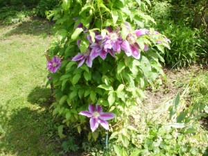 clematis