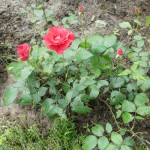 róża wielokwiatowa