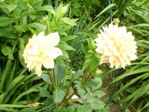 dalia