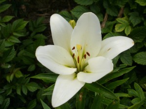 lilia biała