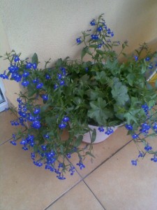 lobelia