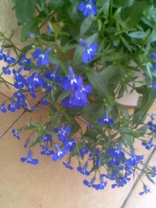 lobelia