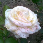 róża wielkokwiatowa