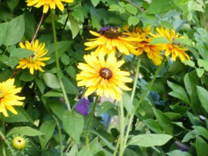 rudbekia