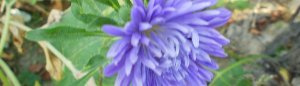 aster