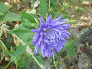 aster