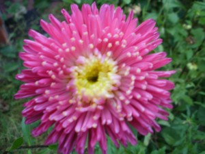 aster