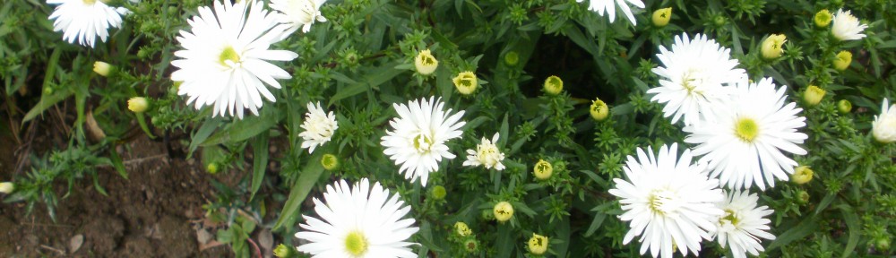 aster krzaczasty