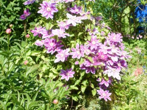 clematis
