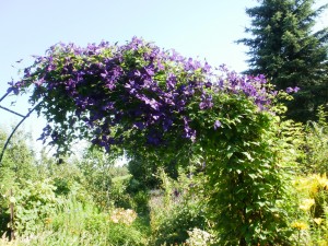 clematis