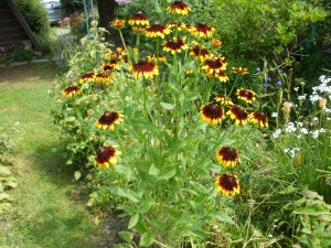 rudbekia