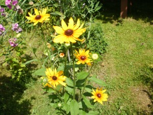 rudbekia