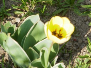 tulipany