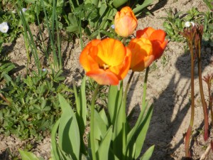 tulipany