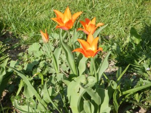 tulipany