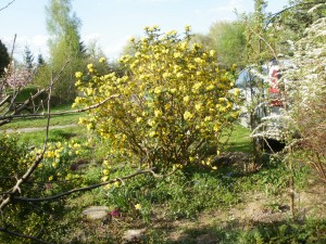 mahonia