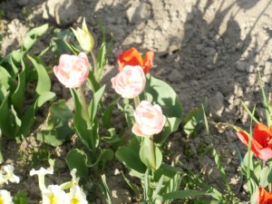 tulipany