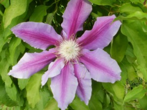  clematis