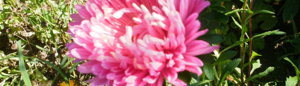 aster