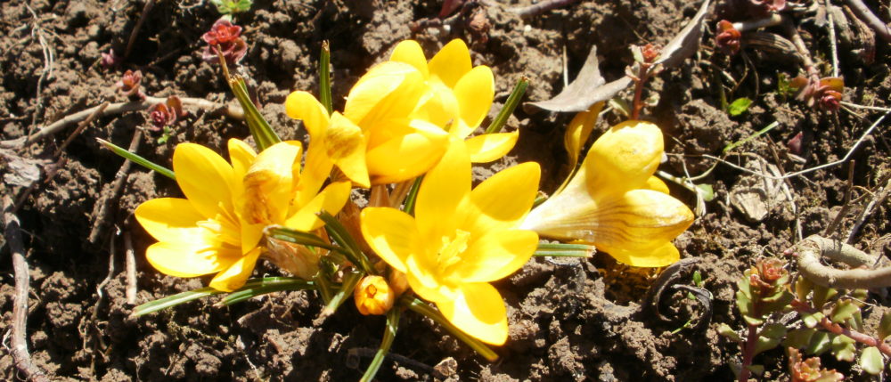 Almanka w kuchni i…