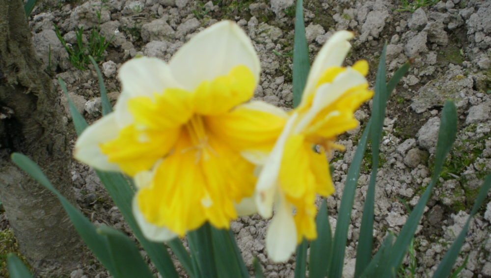 Almanka w kuchni i…